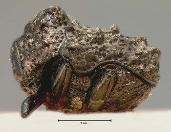 Media type: image; Entomology 9358   Aspect: habitus lateral view